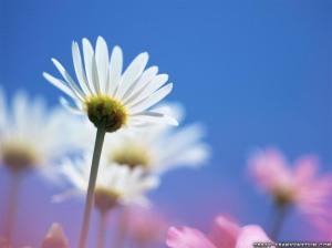 white-daisy-ox-eye-under-sky-wild-daisy-family-flowers-wallpapers-1024x768